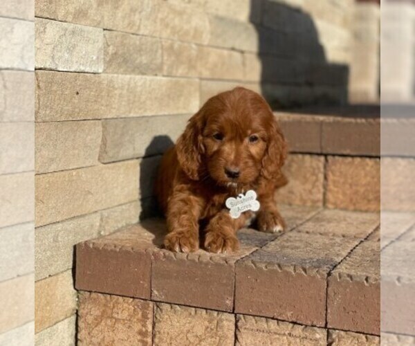 Medium Photo #5 Goldendoodle Puppy For Sale in WOLCOTT, IN, USA