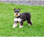 Small #1 Schnauzer (Miniature)