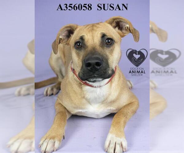 Medium Photo #2 Boxer-Unknown Mix Puppy For Sale in Stockton, CA, USA