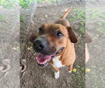 Small #7 Boxer-Rhodesian Ridgeback Mix
