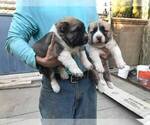 Small Photo #10 Central Asian Shepherd Dog Puppy For Sale in LINCOLN, CA, USA