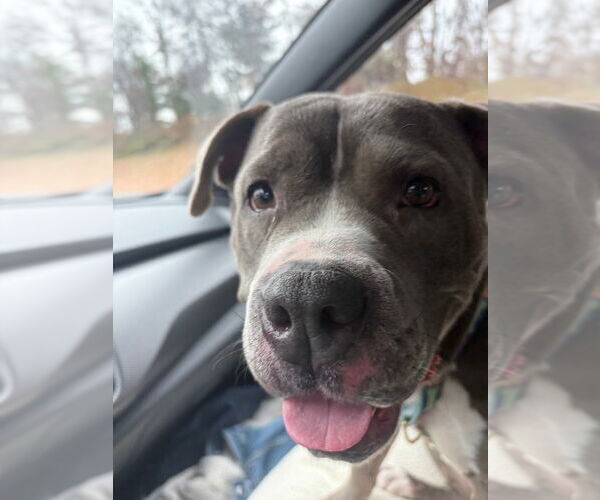 Medium Photo #3 American Staffordshire Terrier Puppy For Sale in Sayreville, NJ, NJ, USA