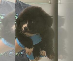 American Staffordshire Terrier-Unknown Mix Dogs for adoption in San Antonio, TX, USA