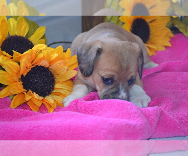 Medium Photo #26 Jug Puppy For Sale in GREENWOOD, WI, USA