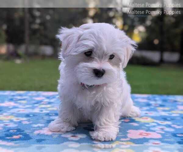 Medium Photo #8 Maltese Puppy For Sale in OCALA, FL, USA