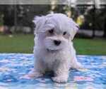 Small Photo #19 Maltese Puppy For Sale in OCALA, FL, USA