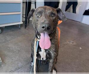 Plott Hound Dogs for adoption in Tavares, FL, USA