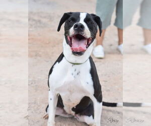 Boxer-Unknown Mix Dogs for adoption in Brewster, NY, USA