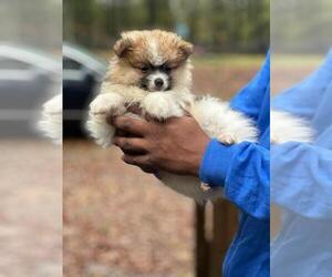 Pomeranian Puppy for sale in HAMPTON, GA, USA