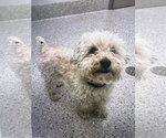 Small #5 Bichon Frise Mix
