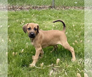 Labrador Retriever-Unknown Mix Dogs for adoption in Plainfield, IL, USA