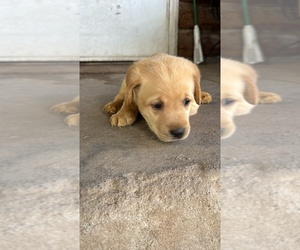 Medium Labrador Retriever
