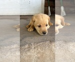 Puppy Lime Green Labrador Retriever