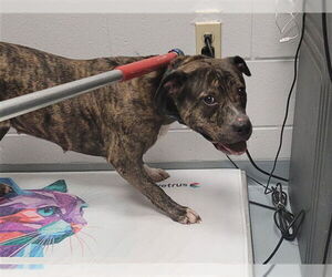 American Pit Bull Terrier Dogs for adoption in St. Cloud, FL, USA