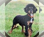 Small Photo #1 Cavapoo (Miniature) Puppy For Sale in KINZERS, PA, USA