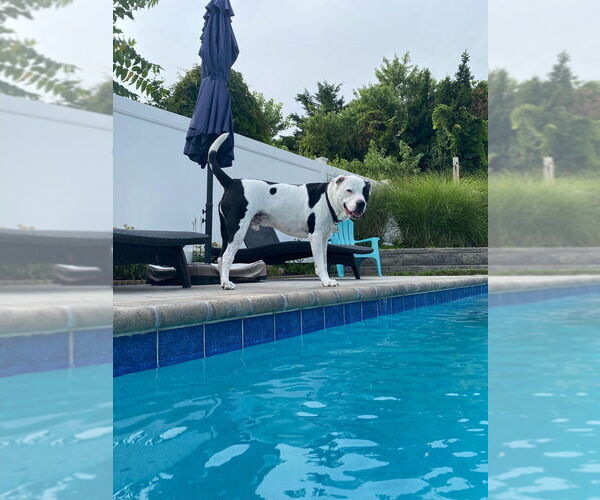 Medium Photo #2 Mutt Puppy For Sale in New York, NY, USA