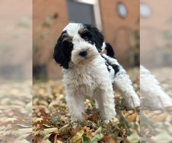 Medium Photo #2 Bernedoodle (Miniature) Puppy For Sale in LONGMONT, CO, USA