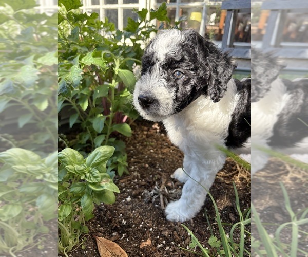 Medium Photo #1 Bordoodle Puppy For Sale in SAN JUAN CAPISTRANO, CA, USA