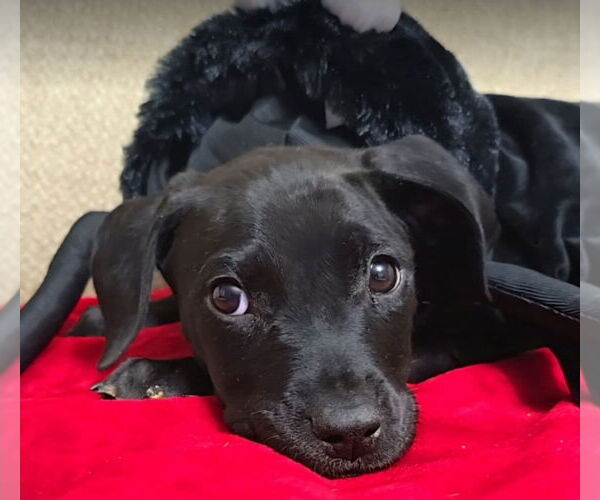 Medium Photo #3 American Pit Bull Terrier-Unknown Mix Puppy For Sale in Lakewood, CO, USA