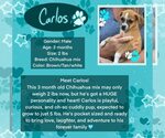 Small #1 Chihuahua Mix