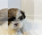 Small Photo #4 Shih Tzu Puppy For Sale in LIBERTY TWP, OH, USA