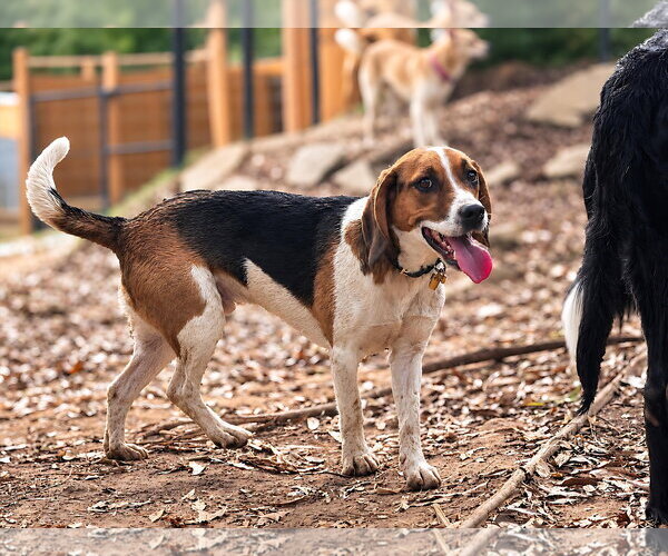 Medium Photo #5 Beagle Puppy For Sale in Dunnellon, FL, USA