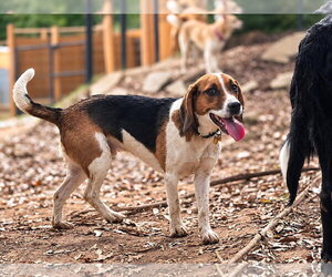 Benji III - Male Beagle Dog for Adoption - Photo #5