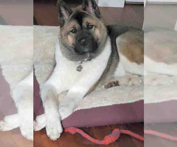 Medium Photo #2 Akita Puppy For Sale in MAPLE VALLEY, WA, USA
