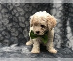 Small Photo #13 Poochon Puppy For Sale in LAKELAND, FL, USA