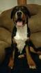 Small Photo #8 Greater Swiss Mountain Dog Puppy For Sale in CLINTON, AR, USA