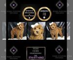 Puppy Velour F1B Goldendoodle (Miniature)