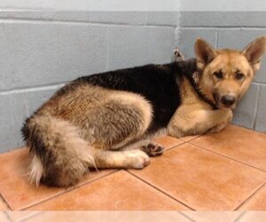 German Shepherd Dog-Siberian Husky Mix Dogs for adoption in Downey, CA, USA
