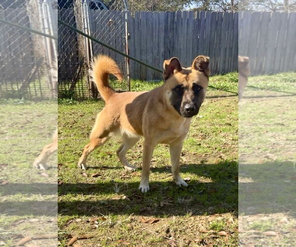 Medium Photo #2 Mutt Puppy For Sale in Jackson, MS, USA