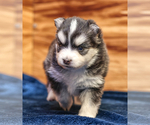 Small #12 Pomsky