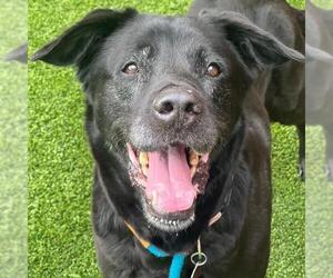 Labrador Retriever-Unknown Mix Dogs for adoption in San Diego, CA, USA