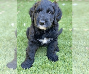 Saint Berdoodle Puppy for sale in ALPINE, CA, USA
