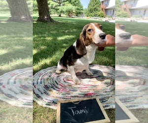 Beagle Puppy for sale in GRABILL, IN, USA