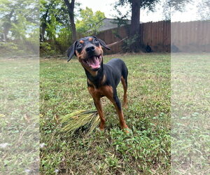 Luther - Male Chihuahua-Unknown Mix Dog for Adoption - Photo #3