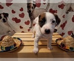 Puppy Puppy 5 Jack Russell Terrier
