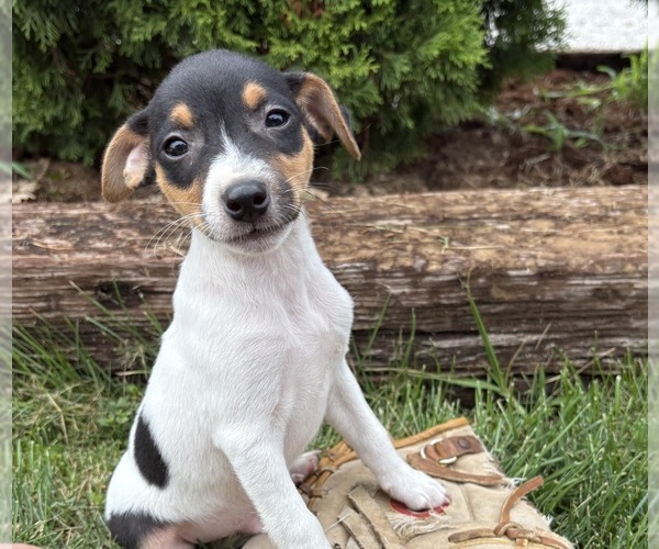 Medium Photo #3 Jack-Rat Terrier Puppy For Sale in MIDDLEBURY, IN, USA