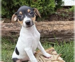 Small #2 Jack-Rat Terrier