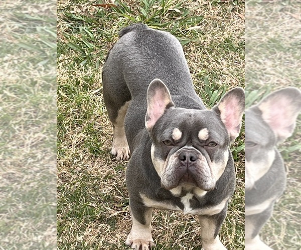 Medium Photo #1 French Bulldog Puppy For Sale in HUNTSVILLE, TX, USA