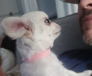 Chihuahua Puppy for sale in JACKSONVILLE, FL, USA