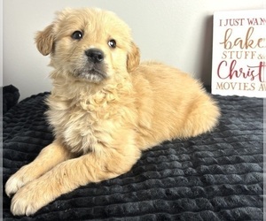 Golden Retriever Puppy for sale in INDIANAPOLIS, IN, USA