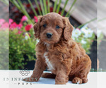 Small #3 Goldendoodle (Miniature)
