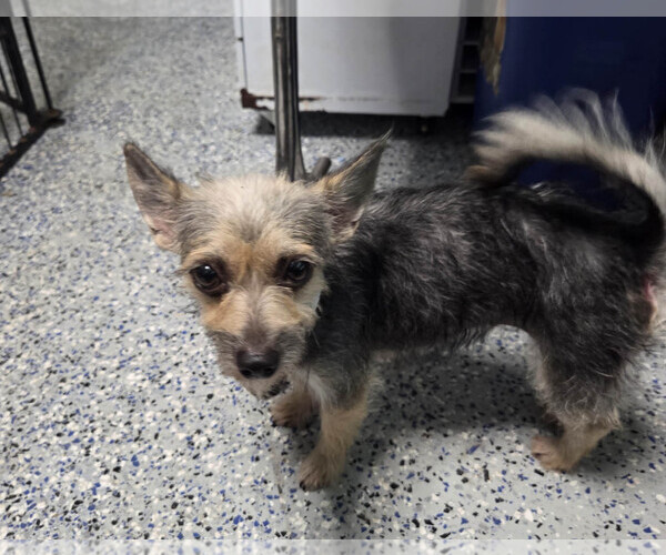 Medium Photo #3 Mutt Puppy For Sale in Spring, TX, USA