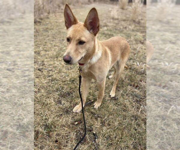 Medium Photo #7 German Shepherd Dog-Unknown Mix Puppy For Sale in Oak Bluffs, MA, USA