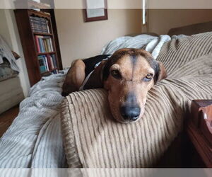 Anne - Female Black and Tan Coonhound Dog for Adoption - Photo #19