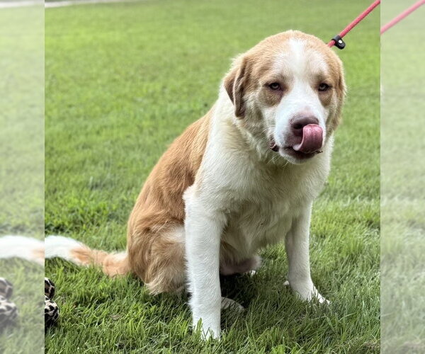 Medium Photo #3 Australian Shepherd Puppy For Sale in Yardley, PA, USA