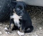 Puppy Orchid Border-Aussie